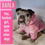 darla.jpg