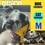 disco.webp