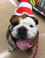 ChristmasDaisyMae.webp