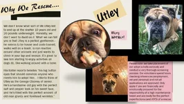 utley.webp