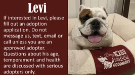 levi.webp levi.webp