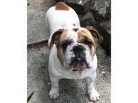 darla.webp
