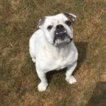 lucy.webp lucy.webp