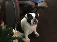 Lucy.webp