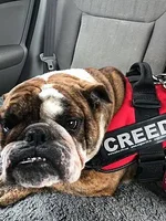 creed.webp