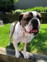 dozer.png dozer.png