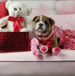 Screenshot_20210128-114011_Gallery.webp