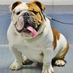 IMG_8831 - Copy - Copy.webp IMG_8831 - Copy - Copy.webp