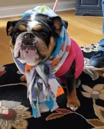 MJ all bundled up for her walk.webp