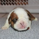 IMG_0611.webp IMG_0611.webp