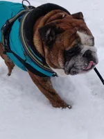 castor i snÃ¶n feb21.webp