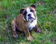 Castor1.webp
