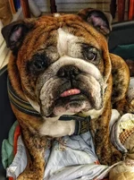 handsomeboy.webp