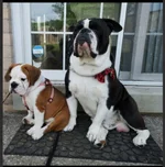 Dogs.webp
