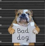 Bad Bulldog.jpg
