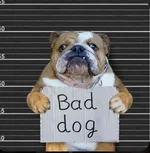 Bad Bulldog.webp