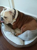 Buster after knee op.webp Buster after knee op.webp