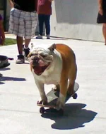Georgie Girl Skateboard_edited-1.webp Georgie Girl Skateboard_edited-1.webp