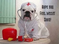 Bulldog Nurse1.webp