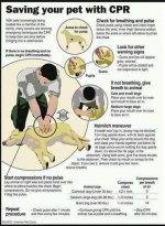 Doggie first aid.jpg