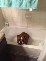 Bathtub Gabe.webp