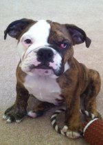 mr cherry eye2.jpg