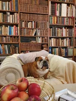 Archie in biblioteca.webp