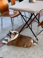 harvey tongue tied.webp