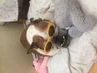 harvey 1.webp