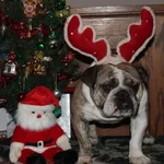 xmas pork.webp