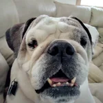 faces of Blossom (6).webp