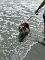 4 Myrtle Beach Sight-seeing Blossom (8).webp