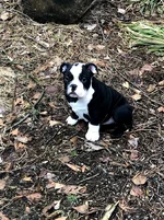 rocco baby#1.webp rocco baby#1.webp