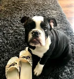 rocco chicklet teeth.webp rocco chicklet teeth.webp