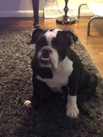 rocco microchip picture.webp rocco microchip picture.webp