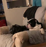 rocco watching tv.webp rocco watching tv.webp