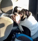 rocco.webp rocco.webp