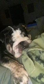 hemi naps.webp hemi naps.webp