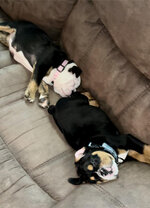 SNOOZIESSSS on couch.jpg