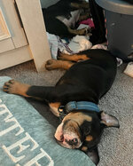 Snoozie Chief.jpg