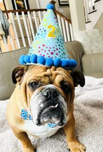 Duke turns 2.webp