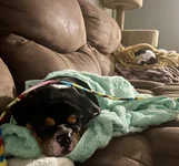 afterbathpups.webp