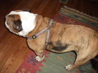 Maude.webp