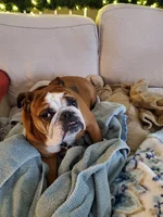 Ellie Towels.webp
