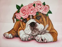 Ellie DP.webp
