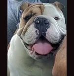 jessie.webp