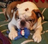 Boomer Paws.webp