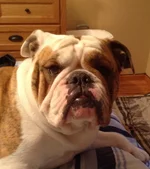 Boomer Front Face.webp