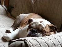 Boomer Chillin.webp