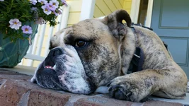 Year 1.3 - Bulldog days of Summer .webp